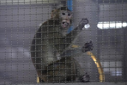 Long-tailed macaque kept for use in clinical research
