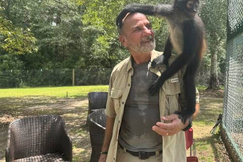 Louie the spider monkey climbs on John Richard, a volunteer at the Gulf Coast Primate Sanctuary in Perkinston, Mississippi