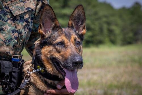Military working dog Indira participates in a training event at Marine Corps Base Quantico, Va., July 17, 2024. The training tested the Marines’ physical endurance while acclimating the dogs to the sound of gunshots. (Marine Corps Lance Cpl. Kayla LeClaire)