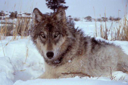 Wolf in winter field
